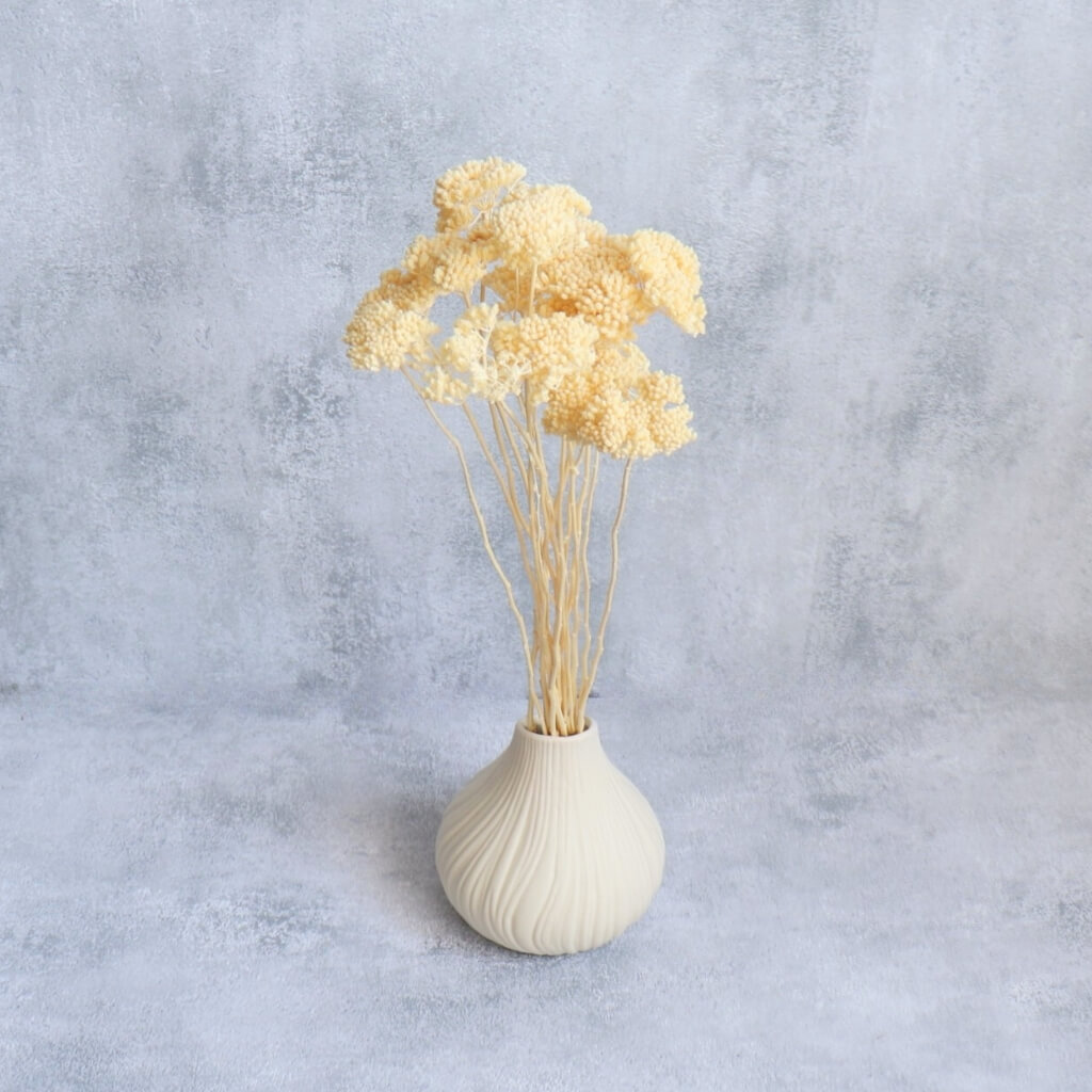 Sušená Achillea (Řebříček) v bílé barvě - detailní pohled